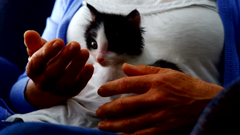 senior women holding kitten while sitting on armchair at retirement home 4k