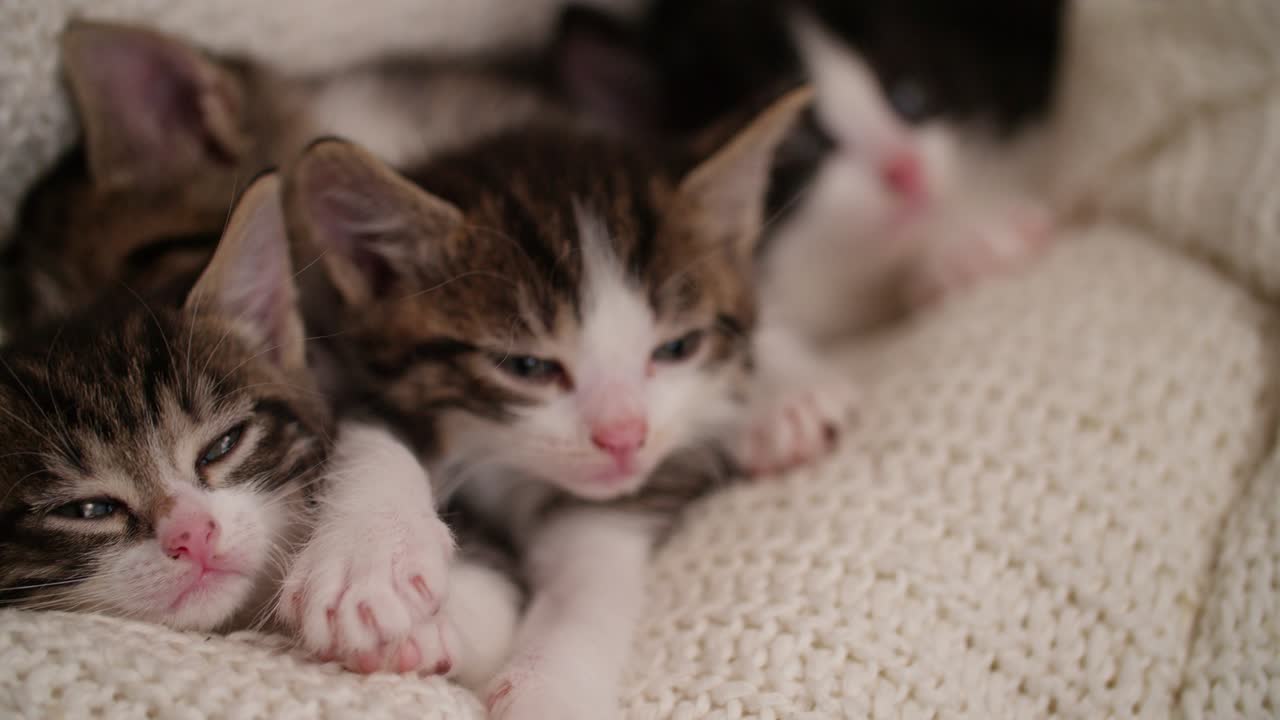 Gatito entre sus hermanos de camada en una manta calentita