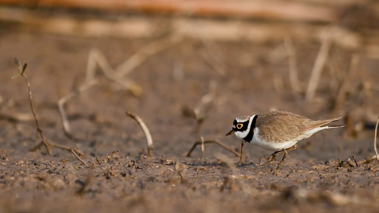 A peaceful scene of a tiny shorebird feeding at the water's edge, with beautiful reflections in the calm morning pond