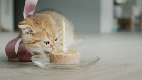 kitten being treated to a festive treat