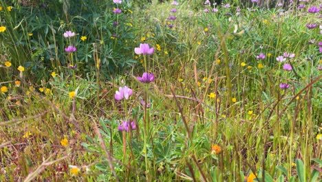 slow-motion footage of a wildflower meadow full of yellow daisies and abundant lupinus polyphyllus, showing vivid colors with a lateral camera sweep. a spectacular natural scene.