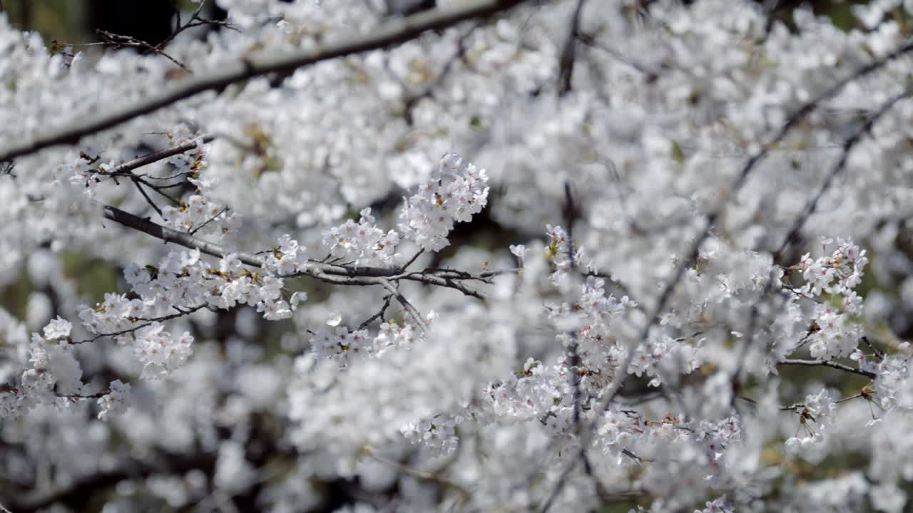 Fiori di ciliegio in piena fioritura nel 2018