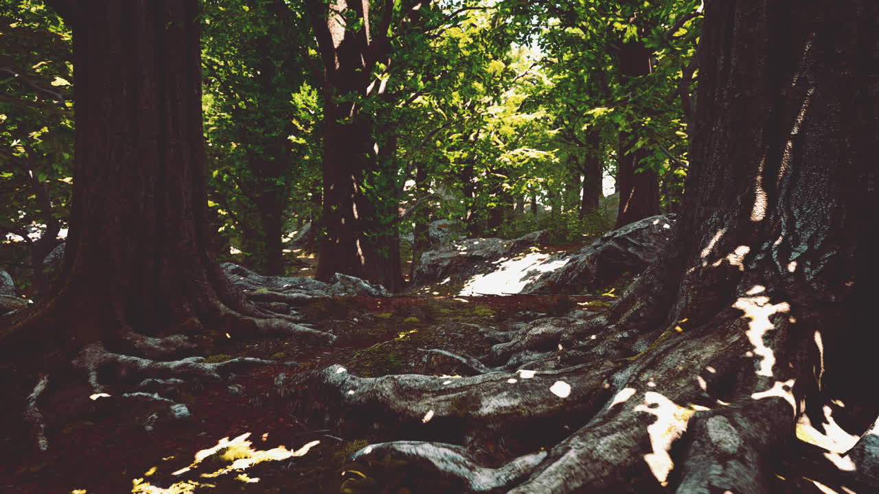 raíces de árboles y sol en un bosque verde