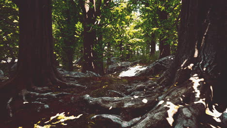 Baumwurzeln-Und-Sonnenschein-In-Einem-Grünen-Wald