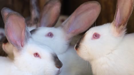 close-up of three white rabbits