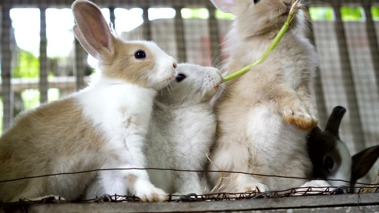 토끼에게 채소를 먹이는 것.