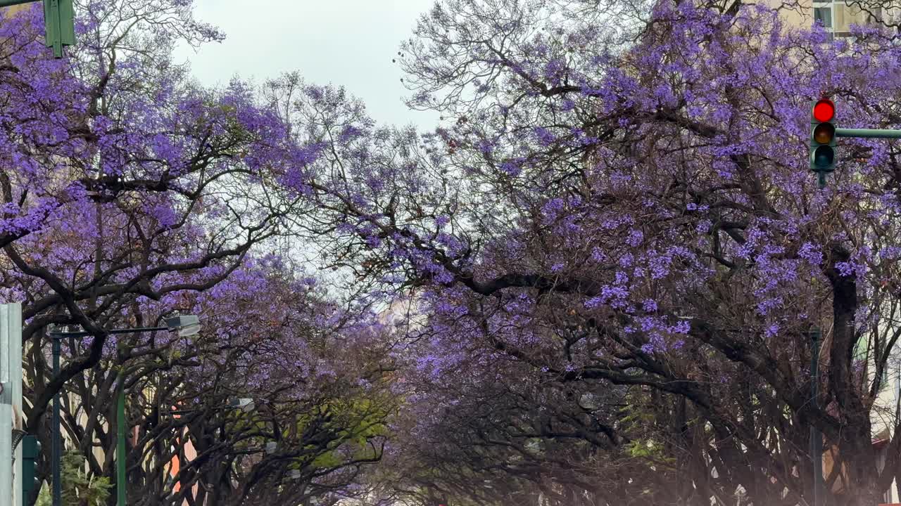 Purple Jacaranda-lined Street