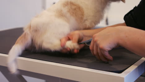 groomer cutting nails dog