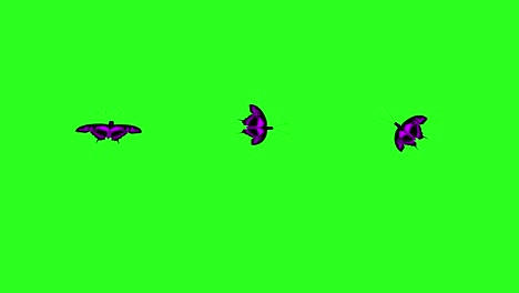 animated colorful beauty butterfly on green screen chroma key