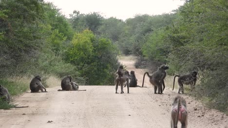 Statische-Ansicht-Einer-Gruppe-Meerkatzen,-Die-Auf-Einer-Unbefestigten-Straße-Im-Afrikanischen-Krüger-Nationalpark-Sitzen