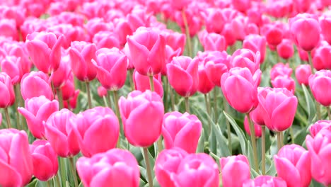 los tulipanes rojos ondeando en el viento