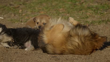 perro macho de raza mixta jugando bajo el sol y bañándose en polvo con un cachorro marrón y negro