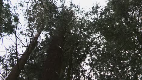 panning low angle shot, ominous sparse trees with broken branches, ausable chasm