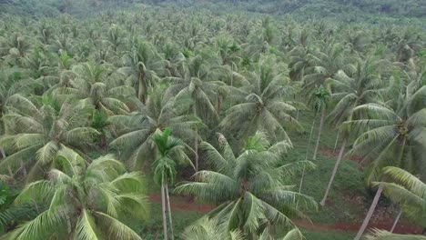 Campo-De-Coco-Tiro-Aéreo-Provincia-De-Chumporn,-Tailandia