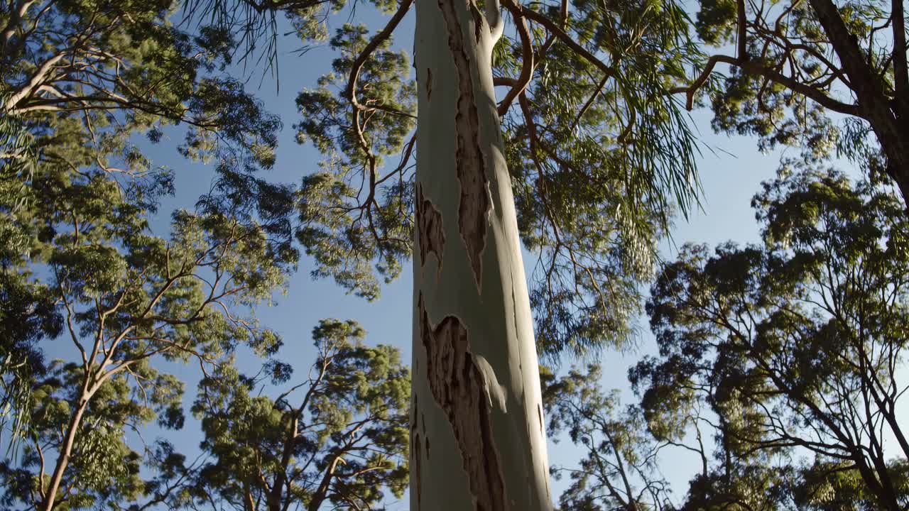 Low-angle video shot of a tall eucalyptus tree against a clear blue sky, highlighting the textured
