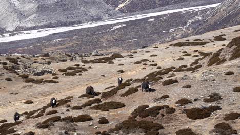 Algunos-Yaks-Disfrutando-De-Un-Pasto-Alpino-En-Las-Altas-Montañas-Del-Himalaya-De-Nepal