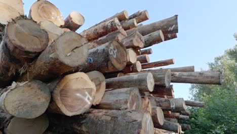 montón de madera de árbol aserrada en un sitio de tala industrial