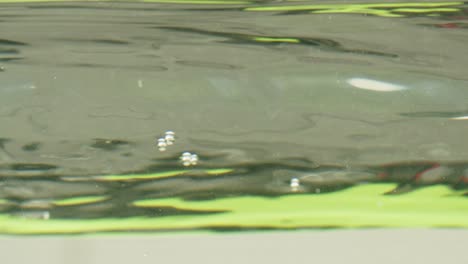 plant stem emerging from water