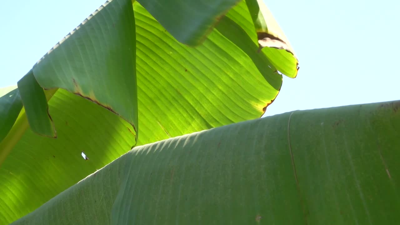 Wind blowing banana leaf medium