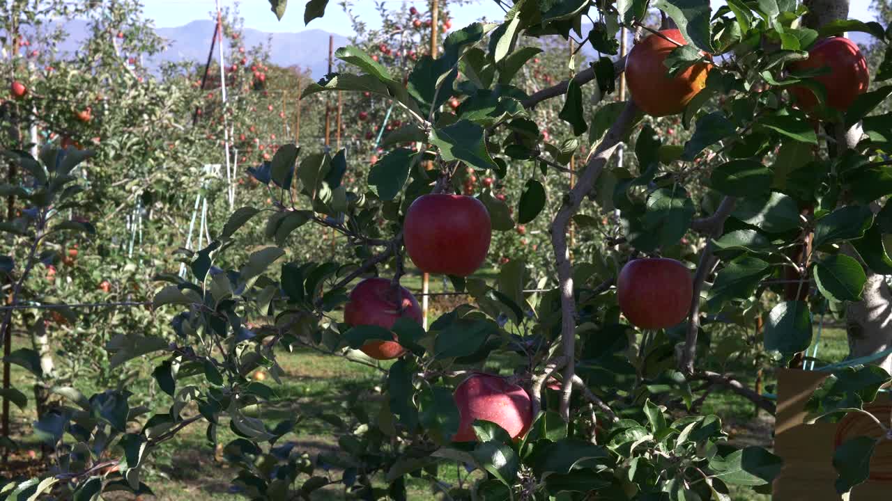 tiro de manzanas rojas japonesas, shinano dulce, en árboles en una granja de manzanas en nagano, japón