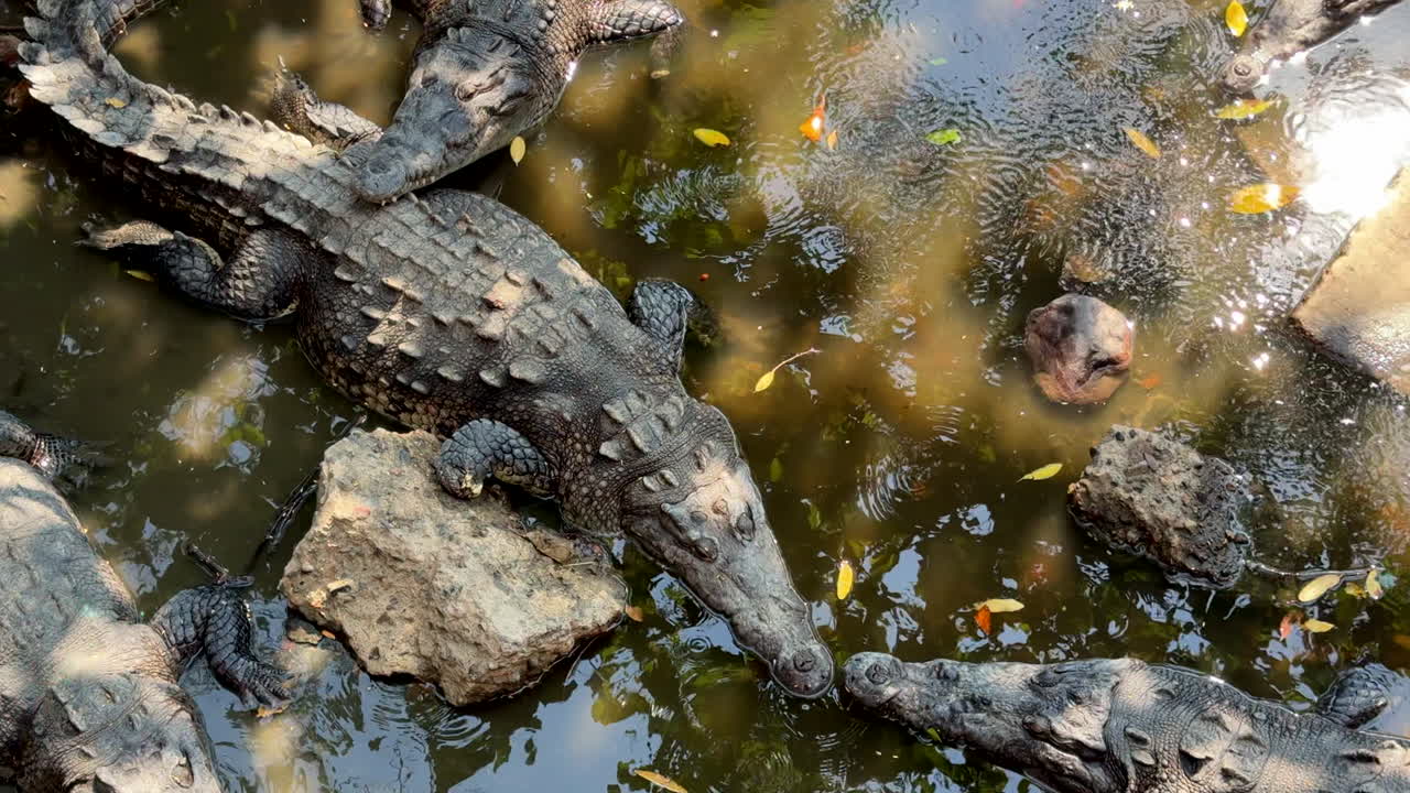 Crocodiles basking in tranquil pond at Playa Linda sanctuary in Ixtapa, Mexico