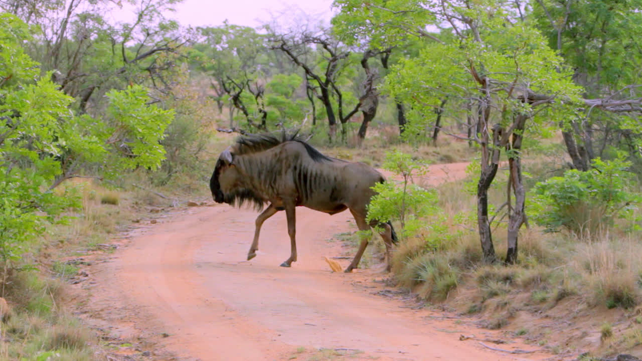 A black wildebeest crossing a dirt road in South Africa