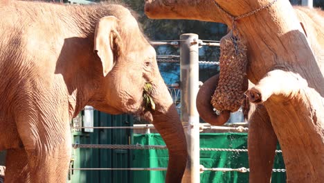 elephant eating food from a feeder