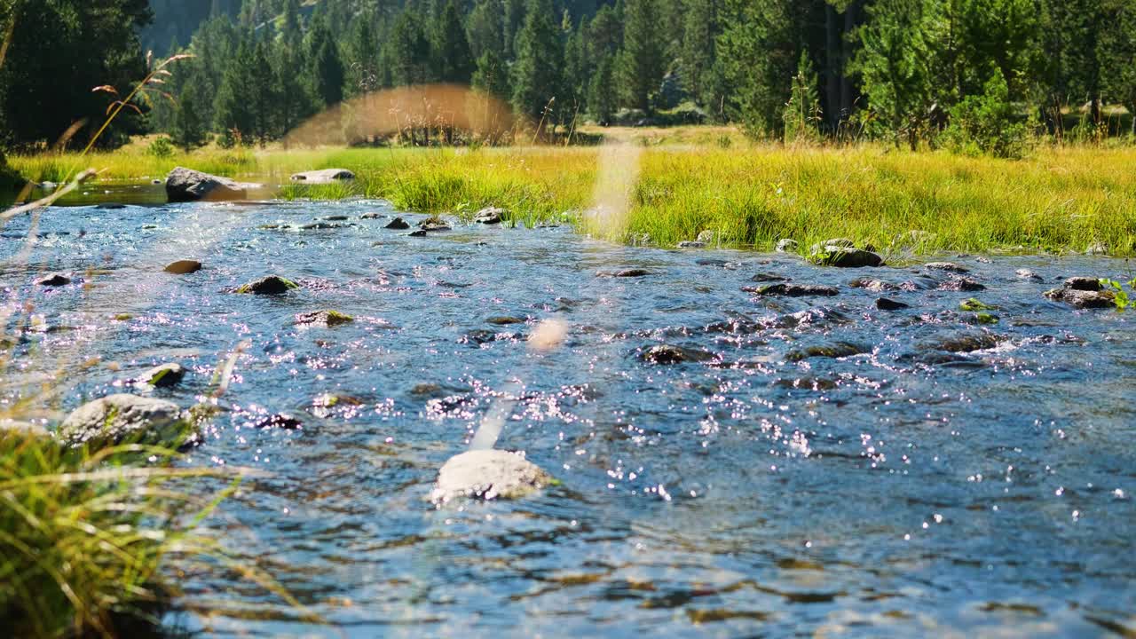 Clear mountain stream flows over rocks on a sunny day surrounded by lush green forest