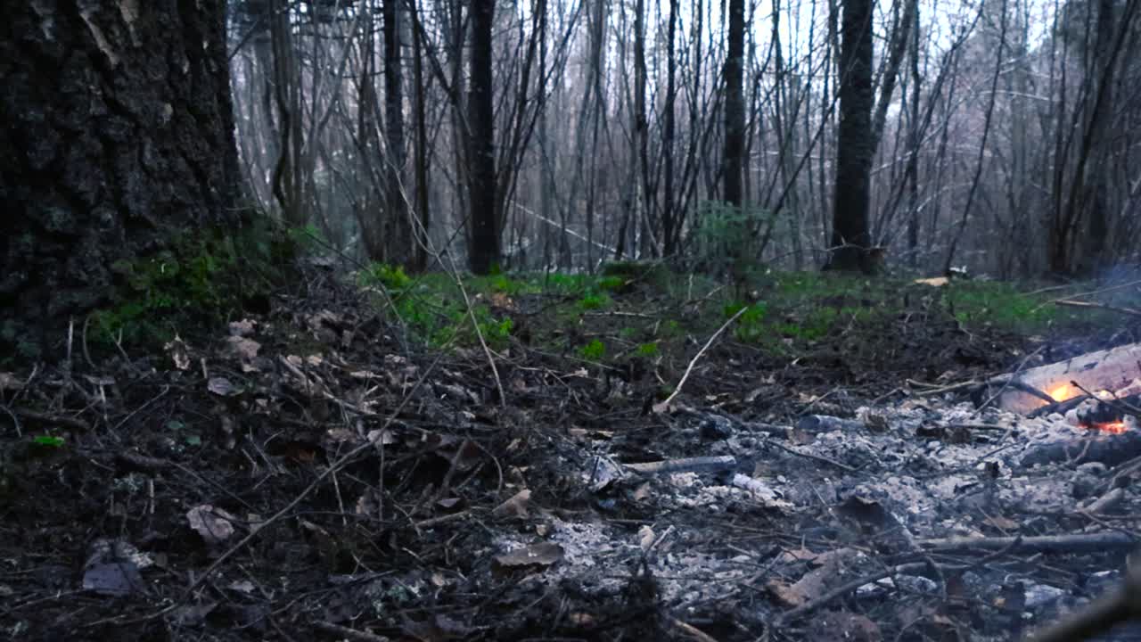 Smoldering and smoking ashes with some glowing orange embers on the side visible on the forest ground or floor during a cloudy day. Large trees and green moss visible in the foreground and background.