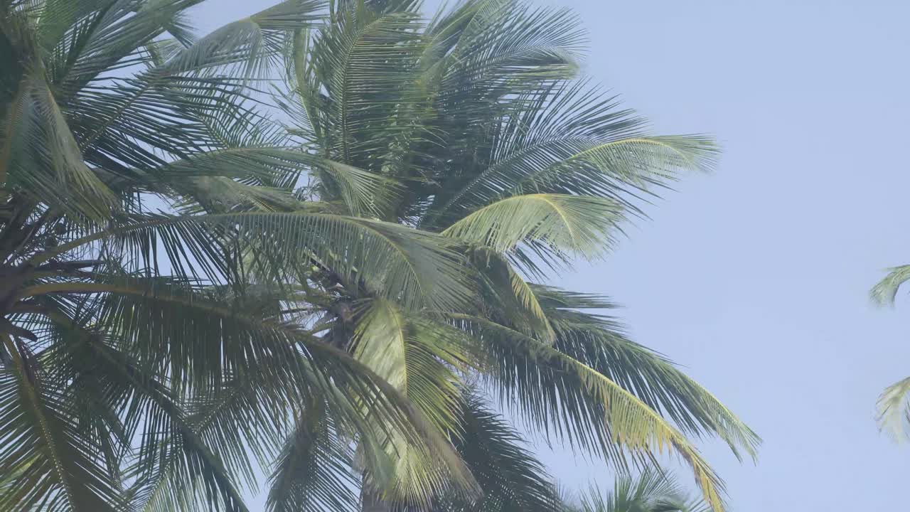 Tilt up passing coconut trees to a blue sky