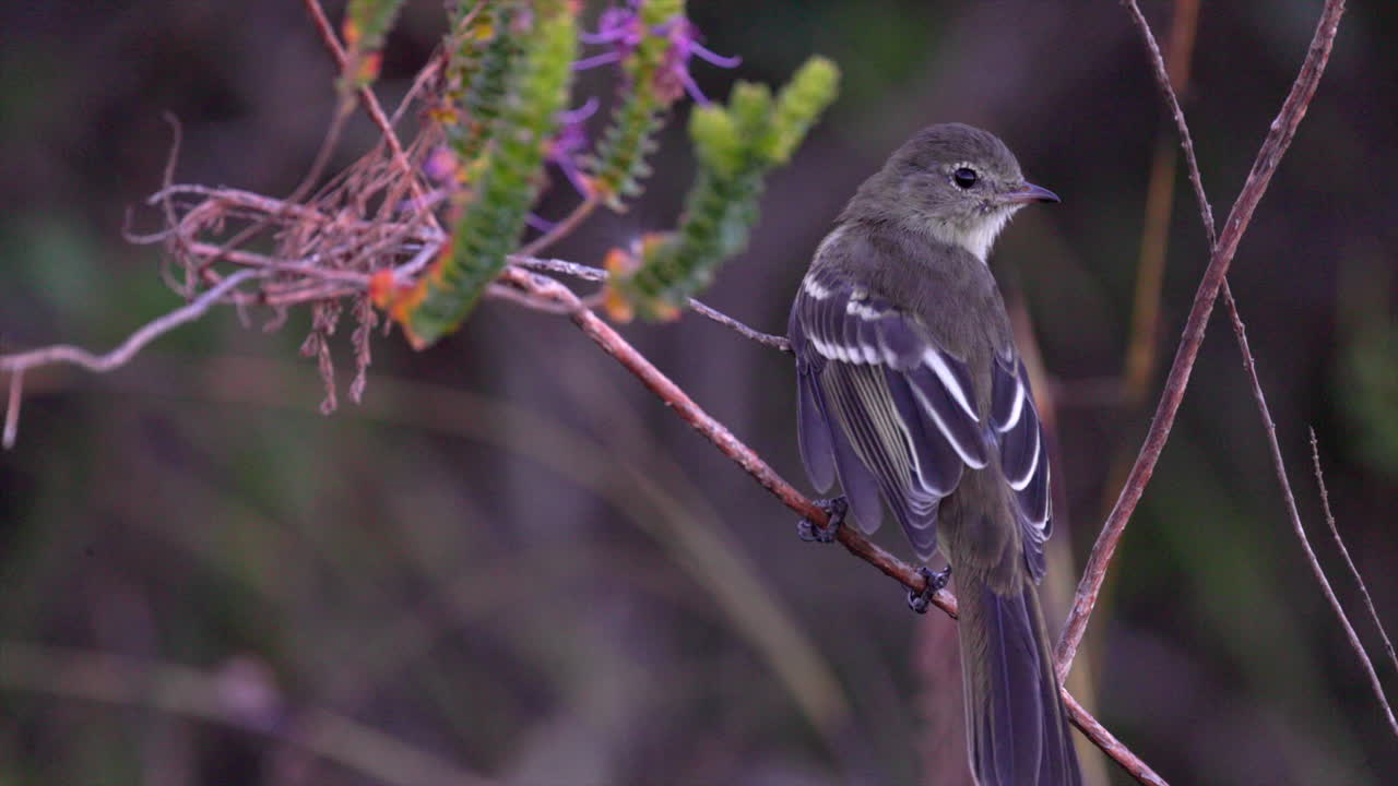 Close-up Small-headed Eleania tropical flycatcher bird hunting in Cerrado savanna in Brazil