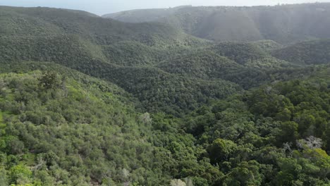 aerial del bosque fuera de la bahía de plettenburg, ruta del jardín