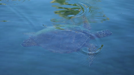 Tortuga-Marina-Nada-En-El-Océano-Con-Palmeras-Reflejadas-En-El-Agua