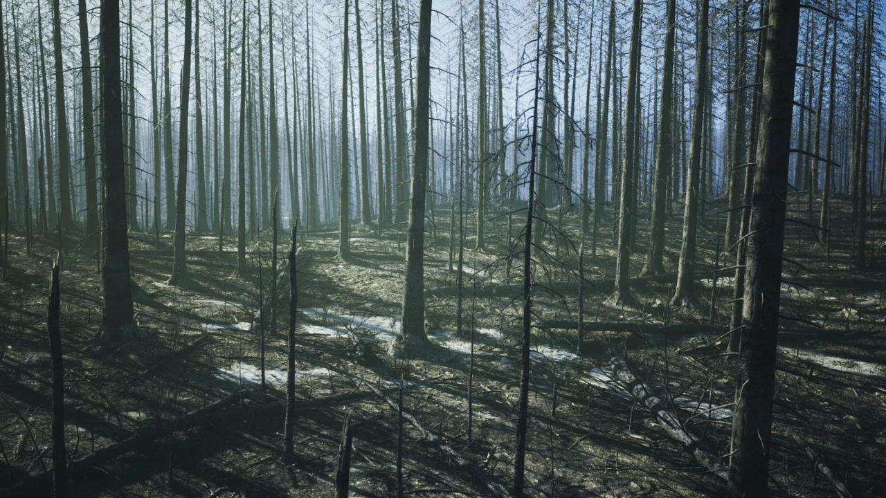 Tranquil woods with gentle light fostering mindfulness and relaxation