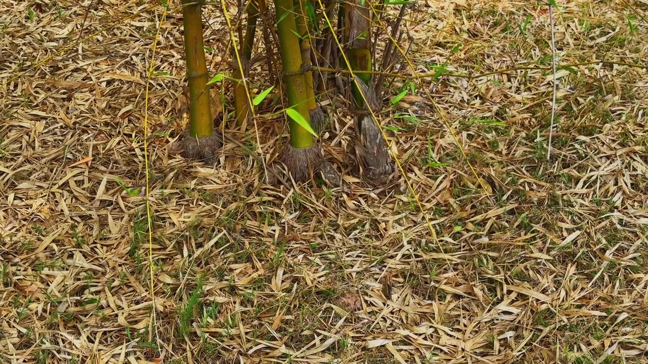 Una ripresa orbitante della telecamera cattura la base robusta di un boschetto di bambù che emerge attraverso uno strato denso di foglie di bambù secche, evidenziando la rigenerazione naturale e la texture del sottobosco