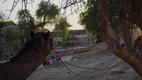 Close-up-shot-of-a-camel-tied-to-a-tree-by-a-rope