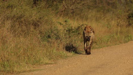 a spotted hyena walking down the dirt road and looking back before crossing road, kruger national park.