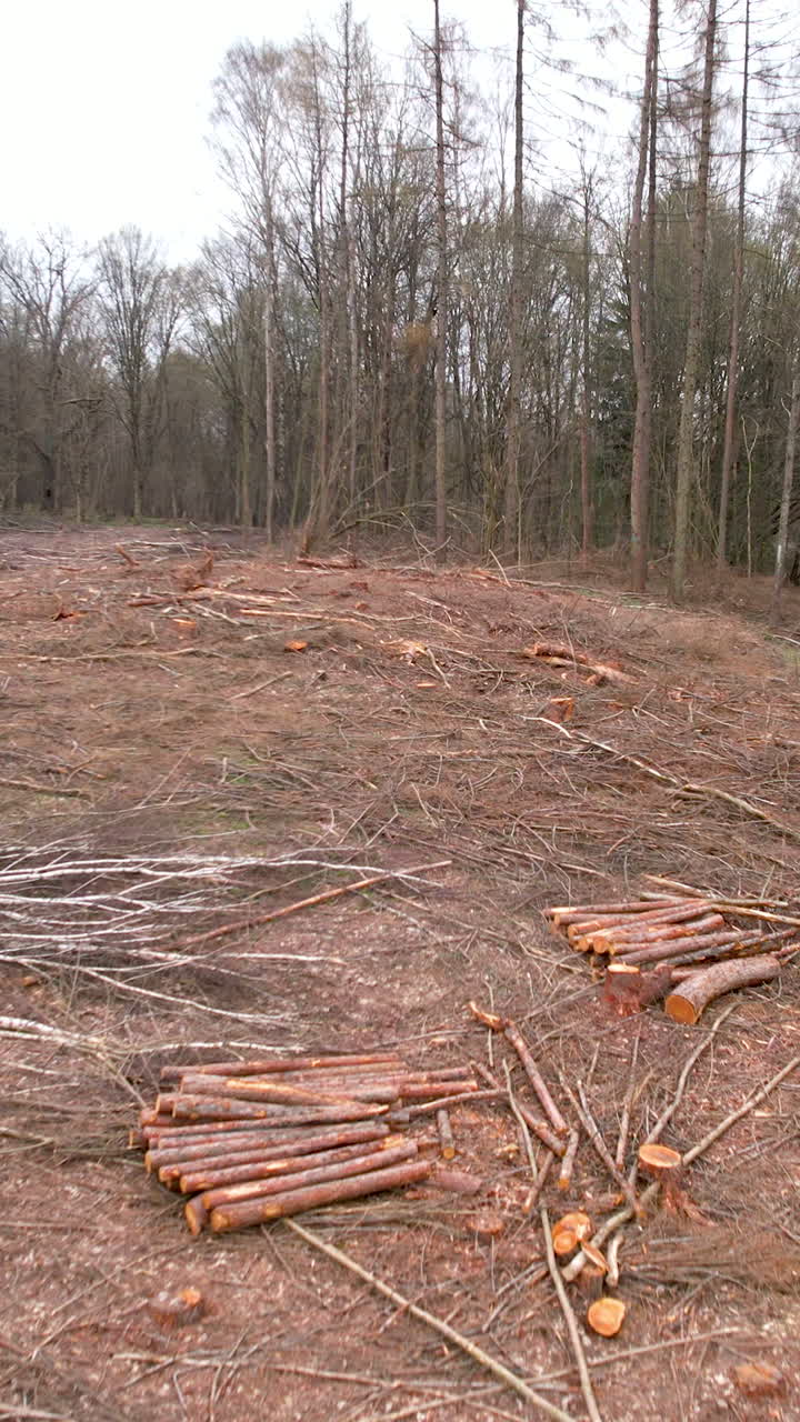 A somber aerial shot showing a cleared forest area with stacked logs and scattered branches, highlighting environmental impact and timber harvesting