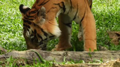 Tigre-Caminando-En-El-Parque-Nacional