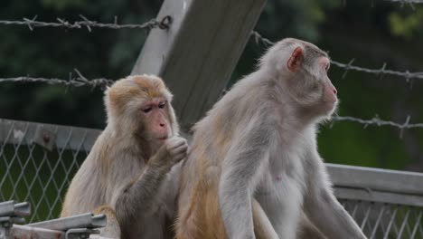 monos en el parque