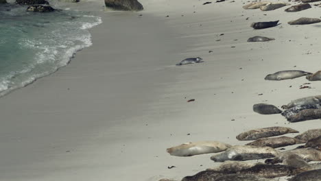 una cría de foca sale del agua a tierra firme
