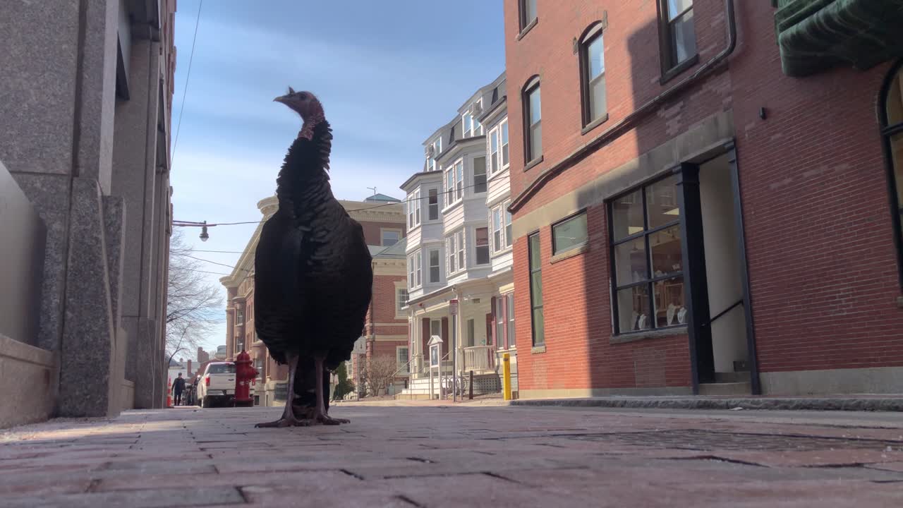 pavo en la ciudad de la calle