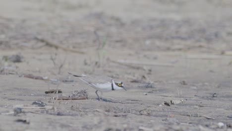 pequeño plover anillado pájaro nadador en la orilla del mar en busca de comida, comiendo, corriendo