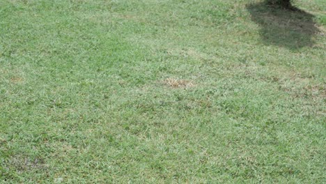 Tracked-shot-of-a-green,-camouflaged,-Italian-wall---ruin-lizard-hiding-in-grass