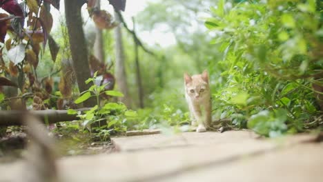 adorable curious tabby marmalade kitten walking down overgrown garden path towards camera slow motion