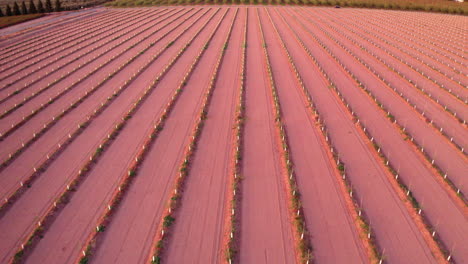 aerial view of rows in a large agricultural field