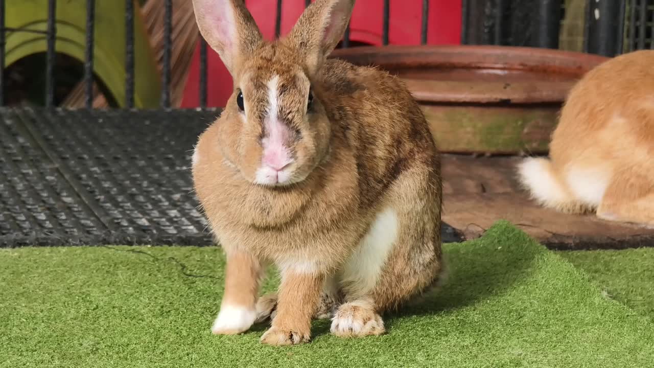 케이지에 인 토끼