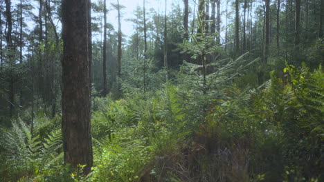 Autumn-English-woodland-with-gentle-breeze-and-hazy-atmosphere