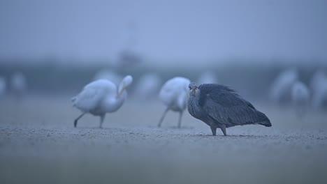 garza gris con grandes garcetas pescando en la mañana brumosa