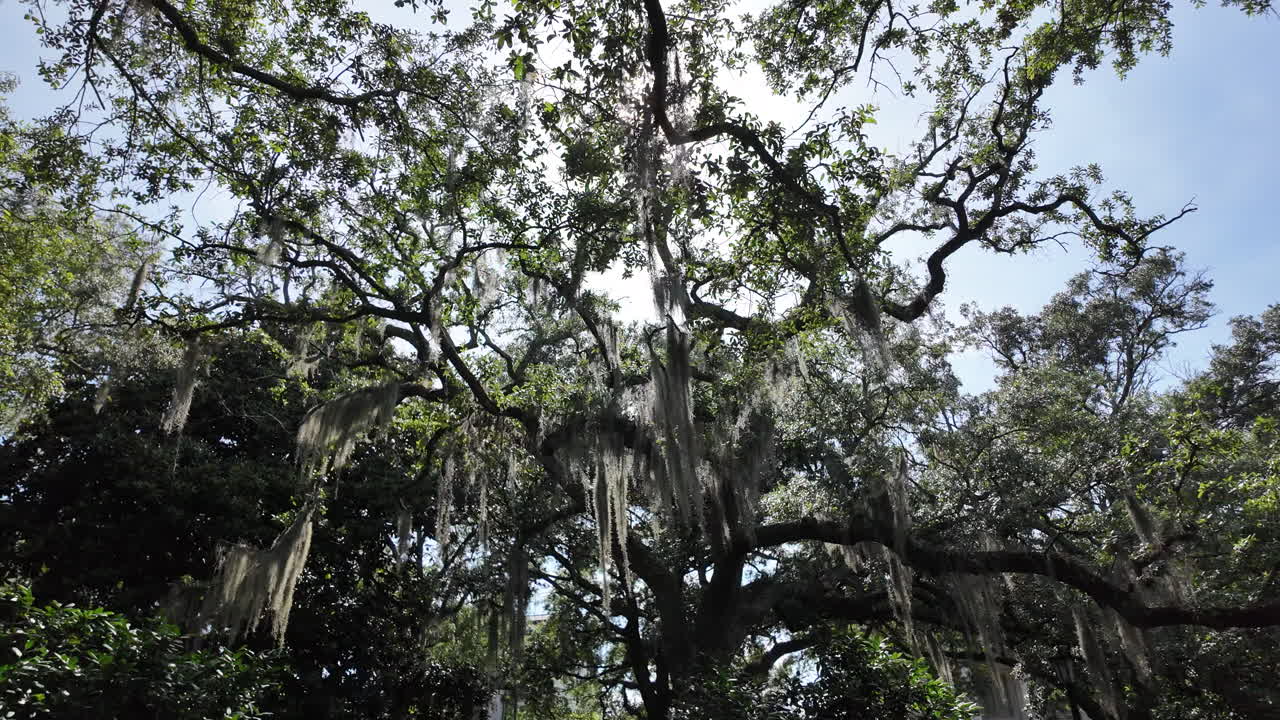 Savannah, Georgia Mossy Oak Trees With Sun shining through